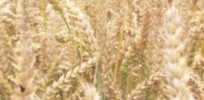 Celiac Disease Foundation plant geneticist challenge report linking GMOs to celiac disease gluten sensitivity strict xxl