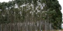 GM eucalyptus trees