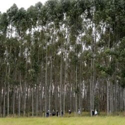 GM eucalyptus trees