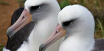 albatross side heads x