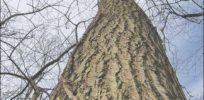 chestnut tree ohio