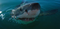 image Great White Shark