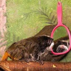 monkey mirror
