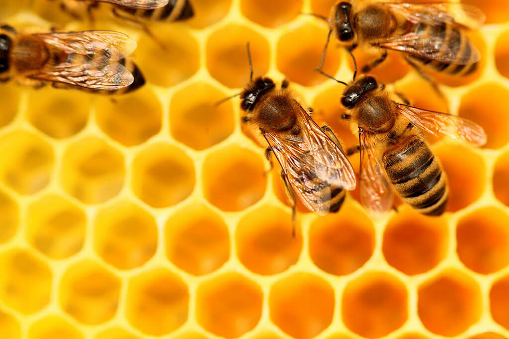 EU rules that honey containing GM pollen will not require a label ...