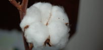 px Cotton