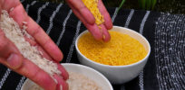 px Golden Rice