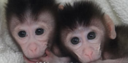 CRISPR monkeys