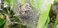 Small ermine moth larvae geograph org uk