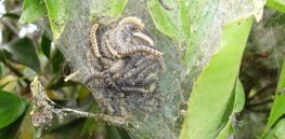 Small ermine moth larvae geograph org uk