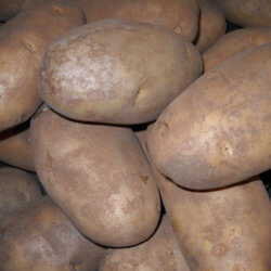 potato sized