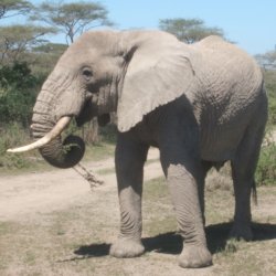 Ferris Tanzania x