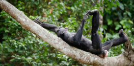 bonobo px