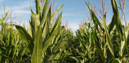 corn field