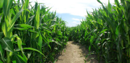 cornfields