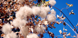 cotton plant