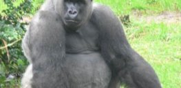 gorilla