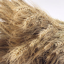 wheat