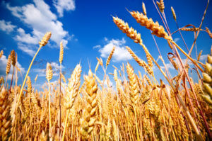wheat_field_with_clouds_70226983
