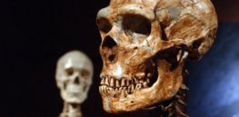 Neanderthal epigenetics probably not a great target for autism research