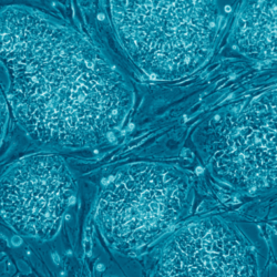 px Human embryonic stem cells only A