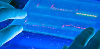 Agarose gel with UV illumination Ethidium bromide stained DNA glows orange close up