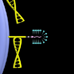 DNA nanobot