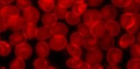 Sedimented red blood cells