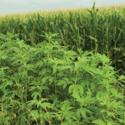 ragweed