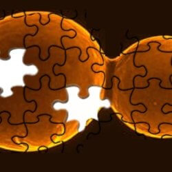yeast puzzle imagejpeg