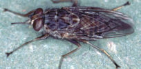 px Glossina morsitans adult tsetse fly
