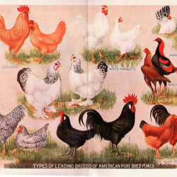 px Chickens