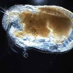 px Ostracod