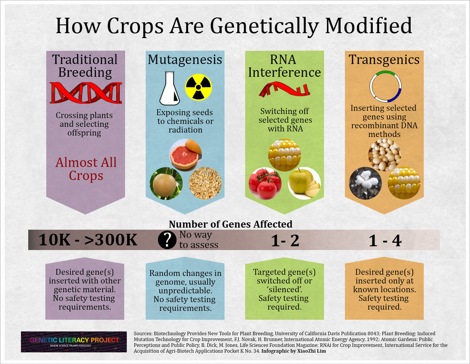GLP Infographic: How crops are modified-Are GMOs more dangerous? - Genetic Literacy Project