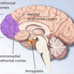 Prefrontal-cortex-by-National-Institute-of-Mental-Health