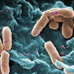 microbiomepic