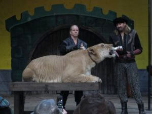 Ligers are popular attractions at circuses and renaissance faires (CREDIT: Zoe French/Flickr).