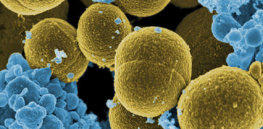px Staphylococcus aureus bacteria escape