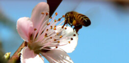Bee