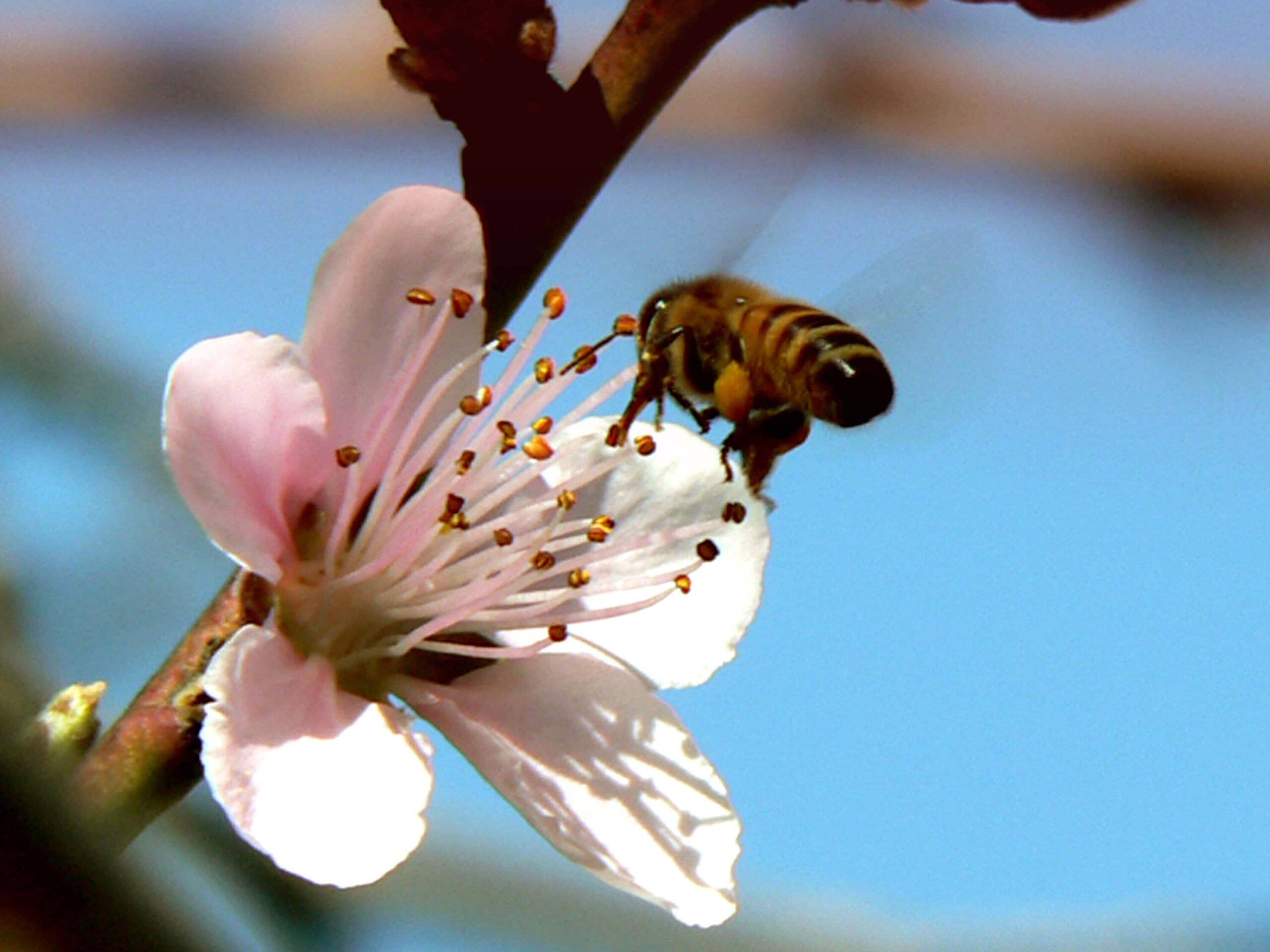 Bee