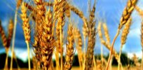 16 agricultural organizations in U.S., Canada and Australia pledge support for GM wheat