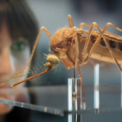 Mosquito Brazil