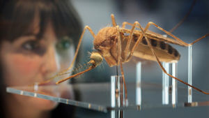 Mosquito Brazil