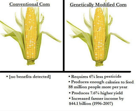 Benefits Of Gmo Maize s Is High