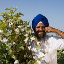 pic bt cotton punjab farmer