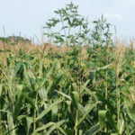 superweeds blog