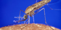 px Anopheles gambiae mosquito feeding p lores