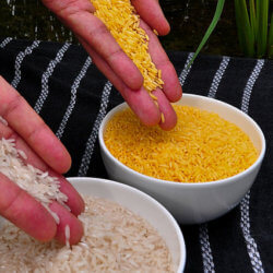 px Golden Rice