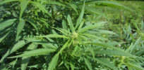 Cannabis sativa plant