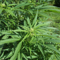 Cannabis sativa plant