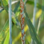 Stem rust close up